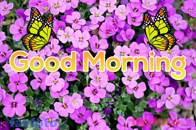 good morning flower images