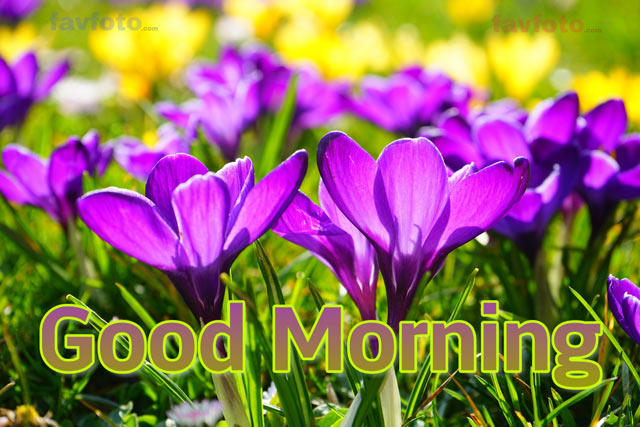 good morning flower images hd