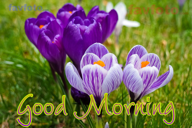 good morning images with flowers hd