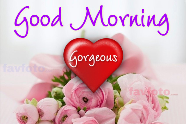 good morning roses pictures