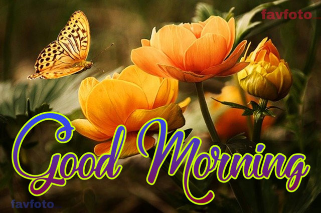 good morning images flowers