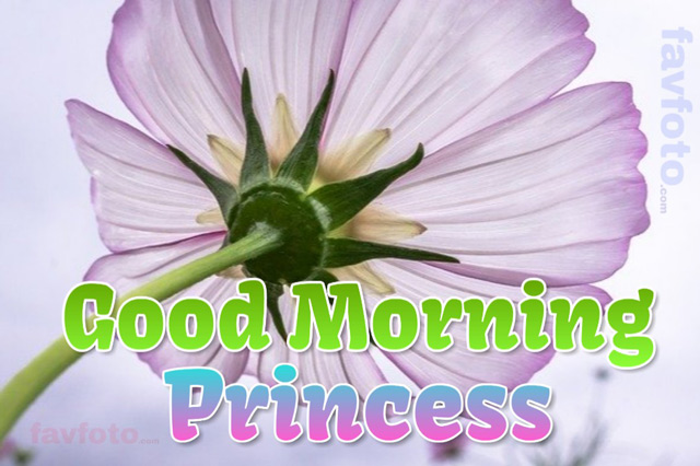 good morning flower images