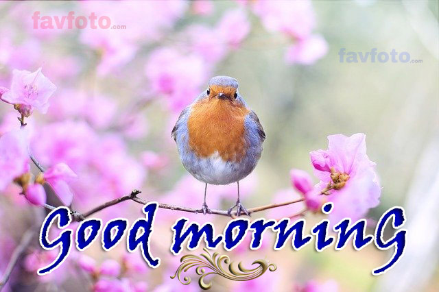 good morning bird image