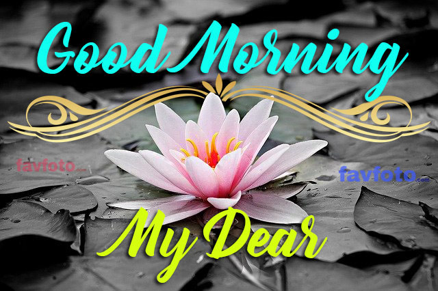GOOD MORNING FLOWERS DOWNLOAD