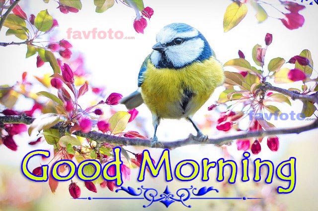 good morning bird image