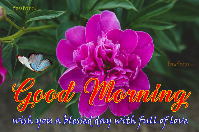 good morning beautiful flowers pictures
