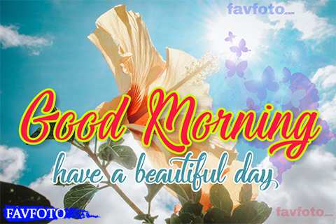 flowers good morning quotes