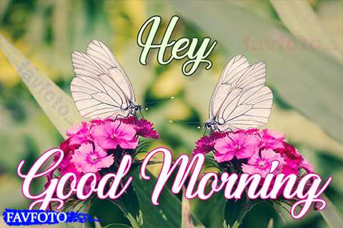 Good Morning Images with Flowers Hd