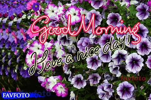 good morning flowers download