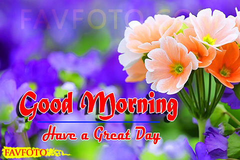 49+ Good Morning Images with Flowers HD Download - GD Morning Flowers Pic 2022