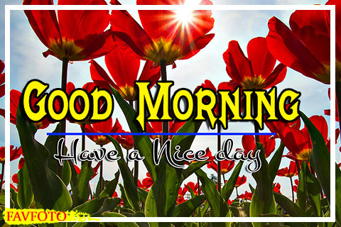 52+ Good Morning Images with Flowers HD Download - Good Morning Flowers Pic 2022