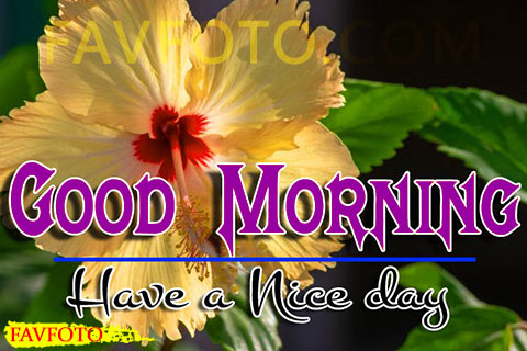 49+ Good Morning Images with Flowers HD Download - GD Morning Flowers Pic 2022