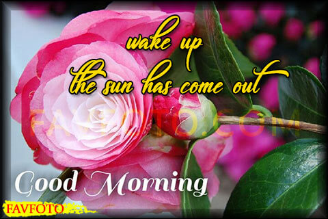 60+ HD Good Morning Wishes with Flowers Pictures and Greeting - Free Download 2022