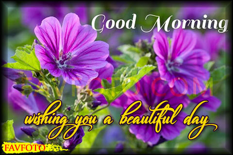 Good Morning Wishes with Flowers