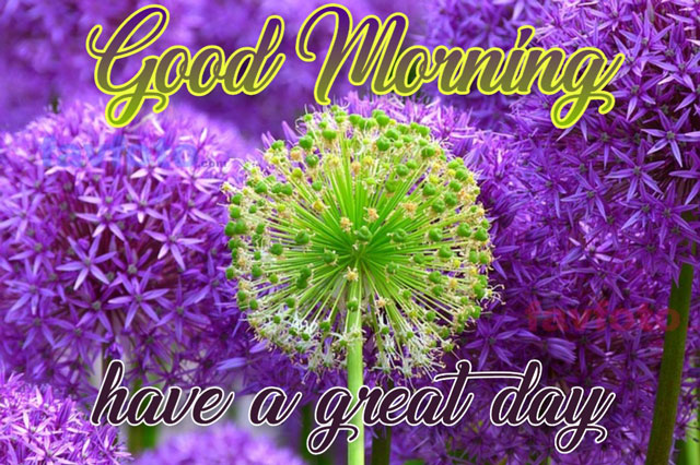 71+ Beautiful Good Morning Flowers Images With Best Wishes » FAVFOTO