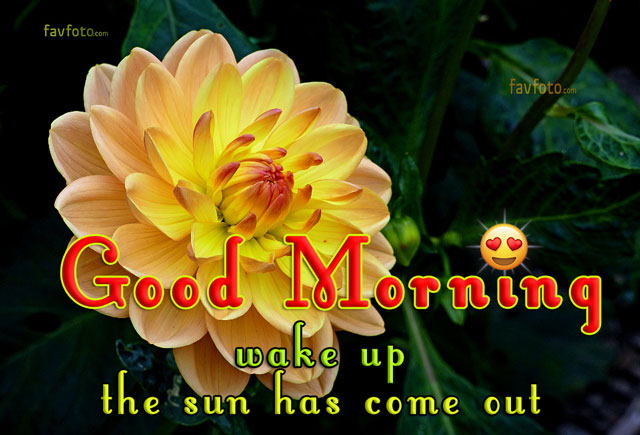 60+ HD Good Morning Wishes With Flowers Pictures And Greeting - Free ...
